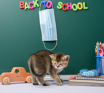 文具玩具可爱的小猫苏格兰金丝鼠直坐 绿色粉笔板背景和文具桌子补给品童年哺乳动物学校教育绘画学习宠物玩具背景