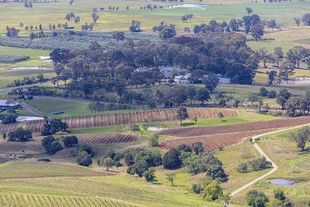 澳大利亚农场围场葡萄酒高清图片