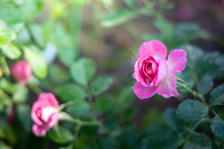 子实体阳光花园里的玫瑰花店铺草本植物展示自然植物火焰植物群团体阳光礼物背景
