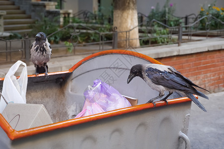 掠夺的乌鸦和城市 垃圾上的鸟 废物是动物的食物 垃圾上的乌鸦 垃圾中的动物 鸟城 寻找食物的城市鸟类 垃圾上的乌鸦 垃圾鸟的问题 坐在背景