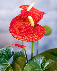 小花边花素材红拉塞拉芙花贴近了背景