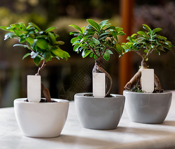 苔藓盆景锅中的树花园蓝色气候植物学植物群卵石咖啡店盆景艺术花瓶背景