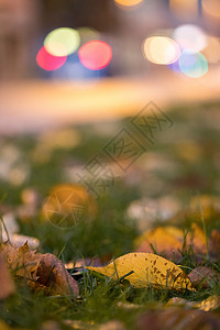 表面多彩的叶子 背景的光点 晚上电灯交通城市风景红绿灯城市生活背景图片