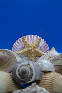 贝壳和海星鱼纪念品蓝色青春痘旅行月亮美丽扇贝收藏贝类情调背景图片