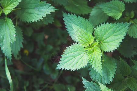 学渣表情包特写纹理 愈合医疗设备 并修补治疗设备排渣植物群清洁疗法绿色康复叶子生活方式膀胱医学背景