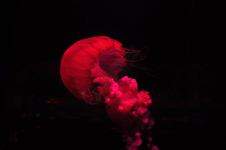 黑红色背景黑色背景上闪亮红色的巨型水母游动 黑暗中明亮的红水母背景
