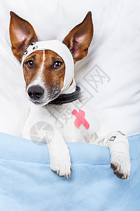 狗病床上有绷带的病狗发烧疾病动物温度外科卫生犬类伤害情况头痛背景