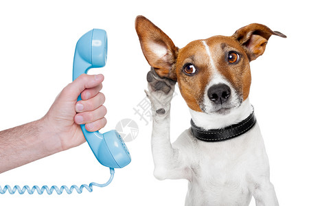 宠物托管中心男用手机上的狗狗背景
