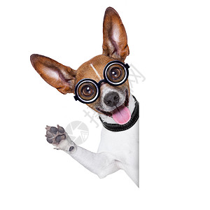 荒诞的愚蠢的疯狗漫画眼镜喜剧动物海报男人乐趣小狗情感宠物背景