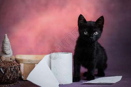 黑猫鉴赏日工作室拍摄世界猫日高清图片