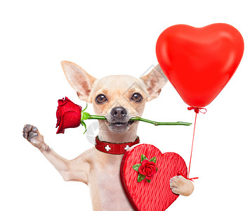 小狗气球男仆狗巧克力气球猎犬糖果盒子生日玫瑰假期忠诚蜜月背景