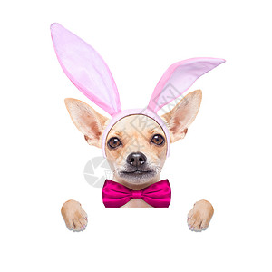 复活节狂欢兔子耳朵做幸福控制板横幅喜悦框架卡片黑板狂欢小狗节日背景
