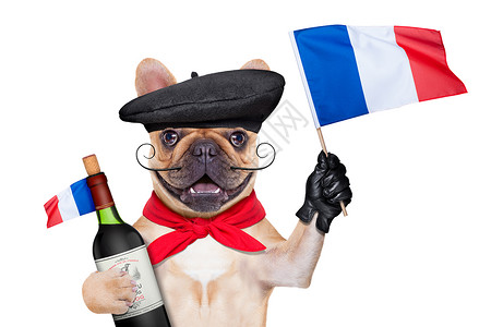狗波尔多法语有趣的高清图片