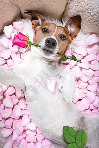 狗玫瑰狗的爱 情人节自拍棉花周年电话哈巴狗宠物礼物展示玫瑰约会休息背景