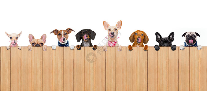 狗狗碗纸板框架饥饿食物团体隐藏宠物黑板猎犬控制板背景图片
