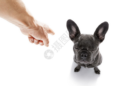 喊咔主人惩罚他的狗手指小狗宠物对讲机良心火车教育地面动物朋友背景