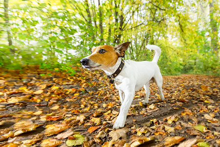 秋天跑或走路的狗友谊朋友跑步森林乐趣树叶训练运动公园宠物背景图片
