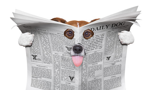 国庆节小报模板阅读报纸的间谍狗横幅打印文档手表隐藏宠物标题猎犬惊喜眼睛背景
