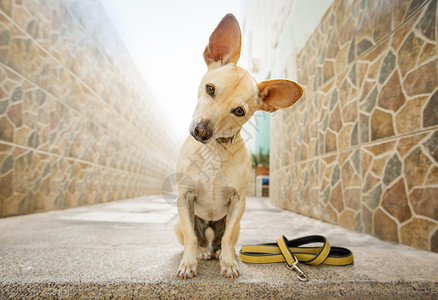 小黄狗狗等散步朋友病人皮带动物学习小狗猎犬教育训练警报背景