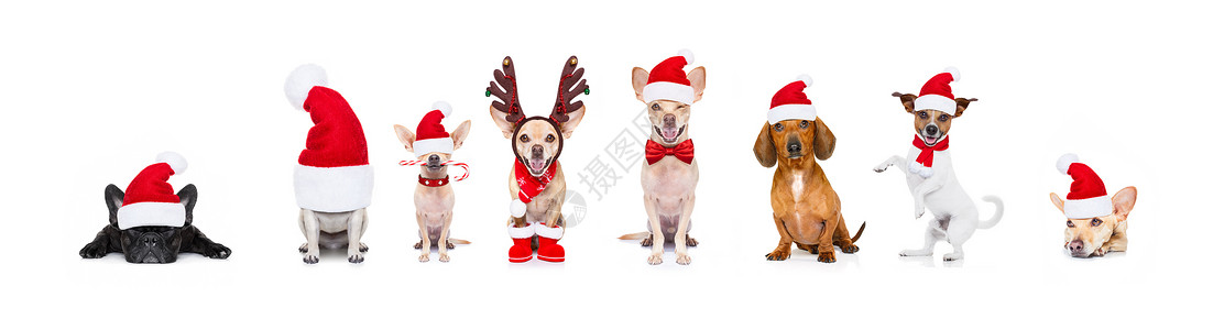 有趣圣诞老人圣诞节节日一排大队狗帽子合伙小狗横幅靴子卡片喜悦庆典标语装饰品背景