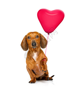 气球玩笑生日快乐的老古董狗眼镜庆典纪念日惊喜礼物蜜月派对卡片气球小狗背景