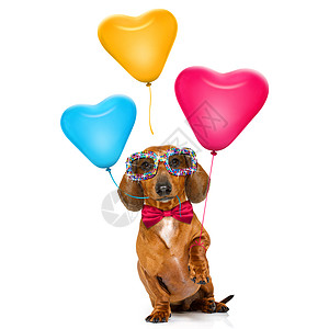 气球玩笑生日快乐的老古董狗盘子明信片展示庆典气球假期小狗蜜月标语爪子背景