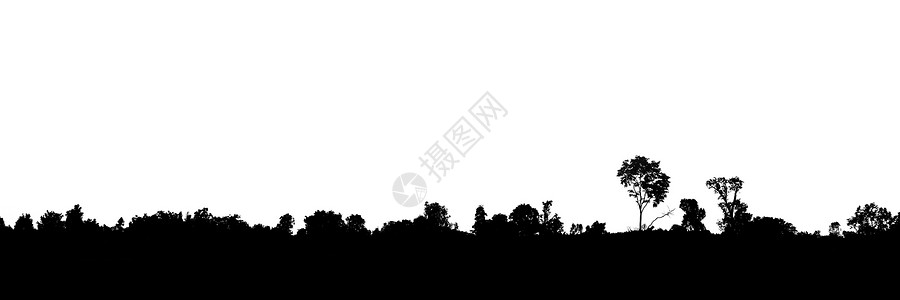 茂密树剪影在孤立的白色背景下 树木的景观轮廓背景