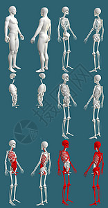 人体肌肉图12 高分辨率渲染 1 人体骨骼和器官-医院彩色检查概念-cg 医学 3D 插图隔离在蓝色背景