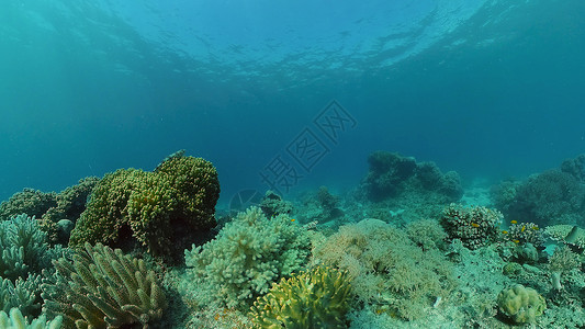 水下礁石珊瑚礁和热带鱼类 菲律宾动物潜水场景浮潜生活野生动物风景探索理念环境背景