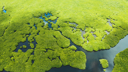 锡格马林根红树林和河流的空中景象植物红树野生动物岛屿丛林旅行鸟瞰图风景沼泽植被背景
