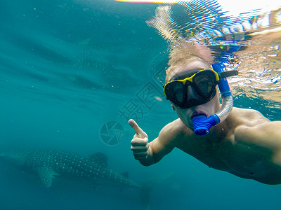 年轻男子在水下用大鲸鲨潜泳 澳大利亚宁加洛珊瑚礁背景图片