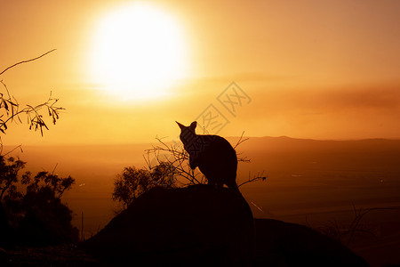 索南达杰一只袋鼠在岩石上的剪影 背景是美丽的日落 动物看向相机 这张照片是在山上拍的 昆士兰州地景世界尿素调配标签国家冷泉旅游业荒野盖布背景