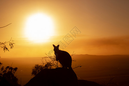 松泉飞瀑素材一只袋鼠在岩石上的剪影 背景是美丽的日落 动物看向相机 这张照片是在山上拍的 昆士兰州盖布世界国家调配自然界旅游业标签尿素野生动背景