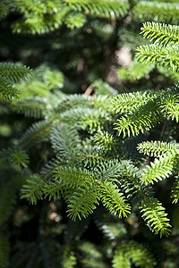松树早午餐特写 绿色云杉假期宏观庆典卡片森林木头植物背景图片