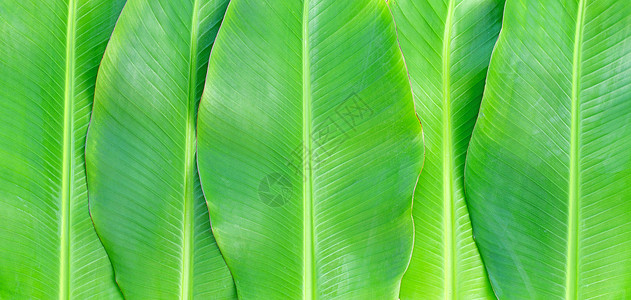 香蕉叶子香蕉叶纹理作为背景膳食墙纸食物生态植物生长菜肴生活叶子热带背景