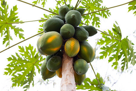 木瓜果子树背景有机的高清图片