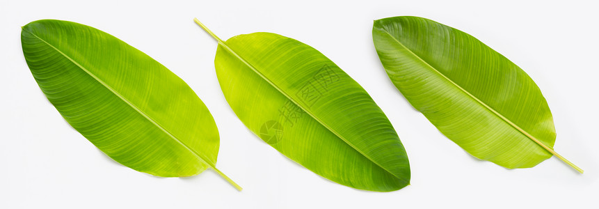 白色背景上的蝎尾蕉叶菜肴叶子生态植物膳食热带生长食物生活墙纸背景
