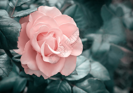 玫瑰纯露自然温和的高清图片