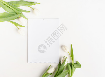 白背景上有白色郁金花的空白日历顶部视图时间桌子商业办公室花朵小样郁金香组织桌面打印背景图片