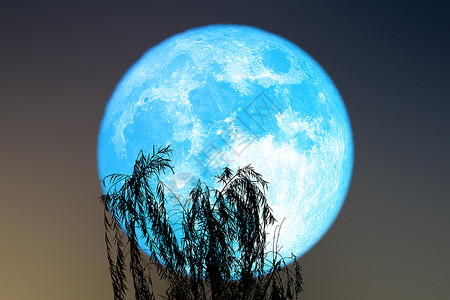 蓝色超蓝蠕虫月亮背影 在夜空上树顶叶高清图片