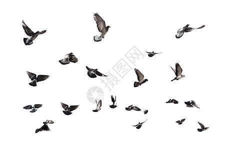 鸽子飞向太阳航班蓝色团体动物空气生活野生动物环境旅行自由背景图片