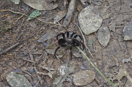 蓝天蜘蛛秘鲁 南美洲亚马逊流域丛林中的Tarantula自然拉丁蜘蛛天空蓝色旅行旅游盆地地标地平线背景