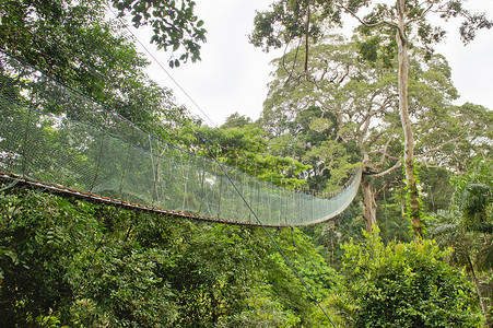 亚马逊流域颜色坦博帕塔国家保护区高清图片