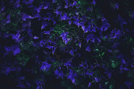 作为自然背景的外色紫花花和夜内休假蓝色花瓣紫色奢华情调美丽花朵宏观绿色植物背景图片