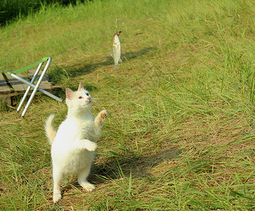 白毛猫钓鱼钓竿家庭白猫小鱼宠物背景