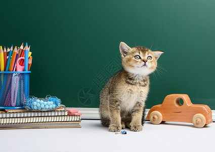 拿着铅笔猫长坐直坐 绿色粉笔板背景的绿黑白板背景 花环背景