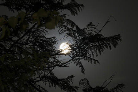 天体现象美丽的满月 在树枝后面天空天体圆圈月亮隐藏宇宙太阳阴影历史蓝色背景