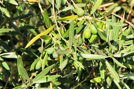 种植园里满是橄榄的橄榄枝分支机构农村农业水果花园文化国家栽培收成食物背景图片