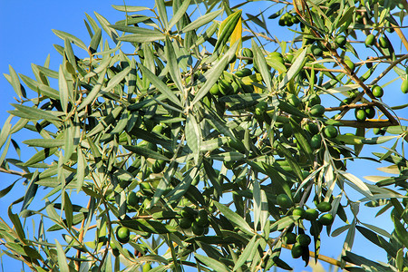 种植园里满是橄榄的橄榄枝分支机构国家花园树林农村栽培场地季节收成叶子背景图片