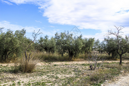 国外橄榄树西班牙南部美丽的橄榄树种植园 南西班牙蔬菜栽培木头植物树木树叶农业文化旅行土地背景